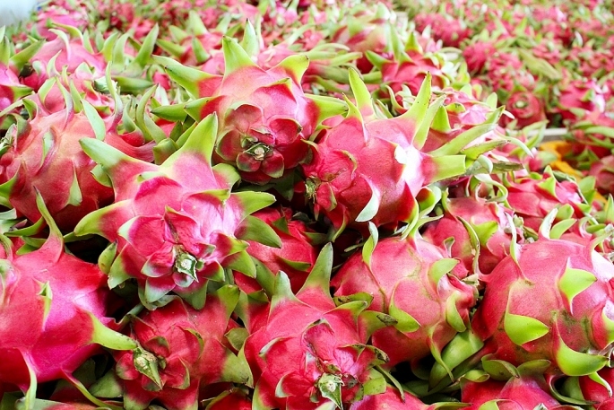 Germany, UK, and US consume more Vietnamese dragon fruit
